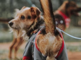 Chien réactif en ville : protocole de promenades apaisées