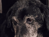Chiens âgés : comprendre et adapter leur vie quotidienne