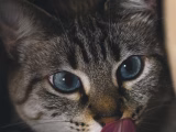 Signes de stress chez les chats : comment les reconnaître