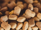 Alimentation équilibrée chien : guide complet par âge