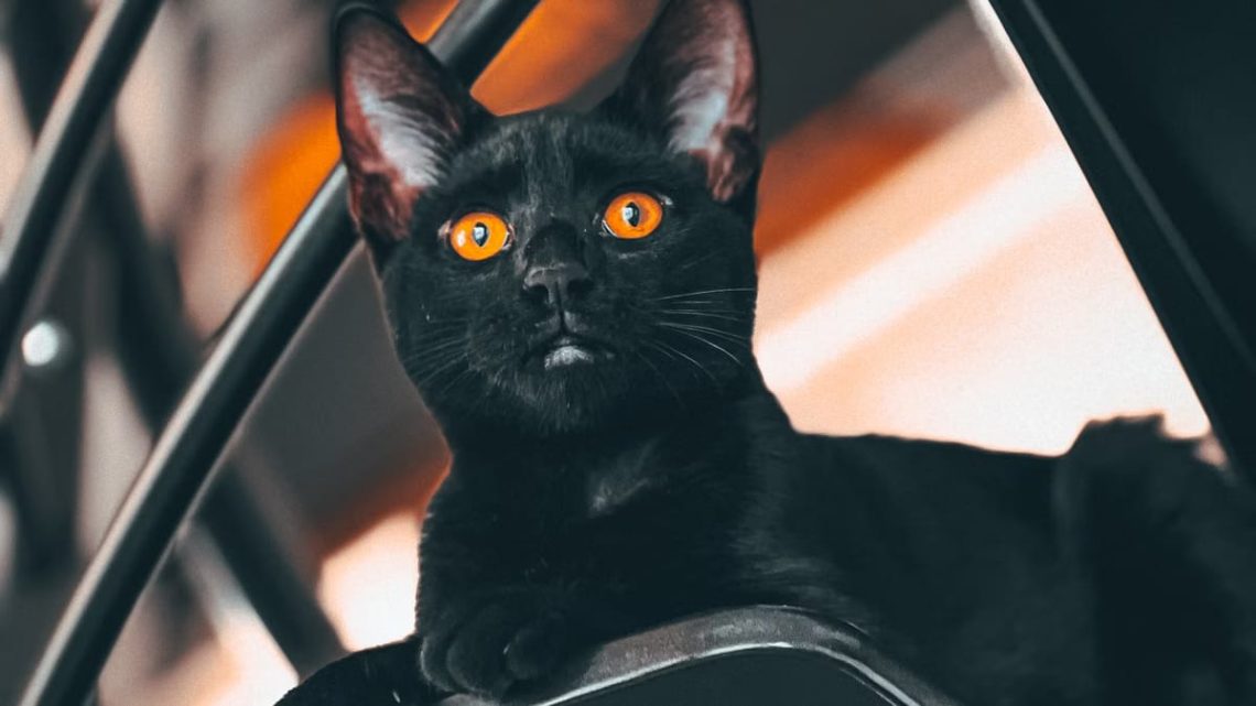 Comprendre les gestes des chats : décoder leur langage