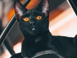 Comprendre les gestes des chats : décoder leur langage