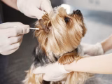Parasites chiens chats : plan prévention efficace 2026