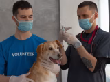 Santé animale : les 5 piliers pour protéger vos compagnons