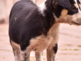 Socialiser son chiot en ville : le guide complet