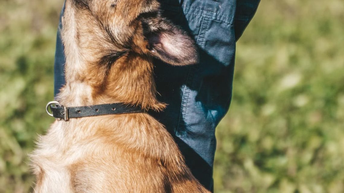 Techniques d’éducation pour chiots : le guide complet