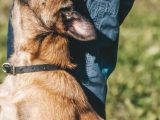 Techniques d’éducation pour chiots : le guide complet
