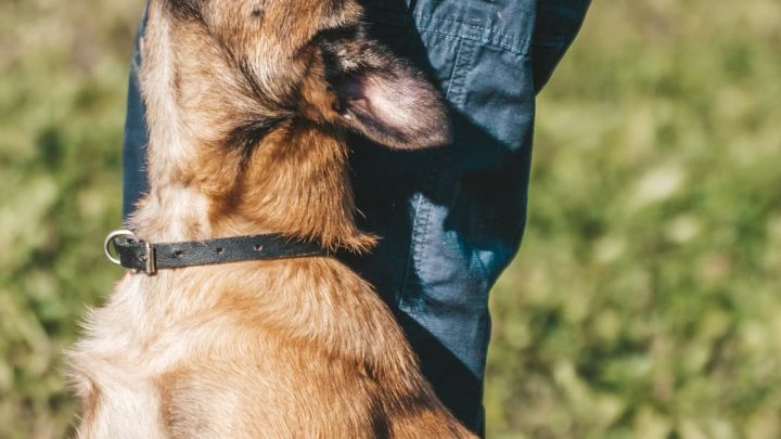 Techniques d’éducation pour chiots : le guide complet