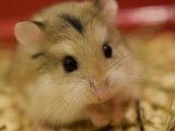 Alimentation des rongeurs : besoins spécifiques par espèce