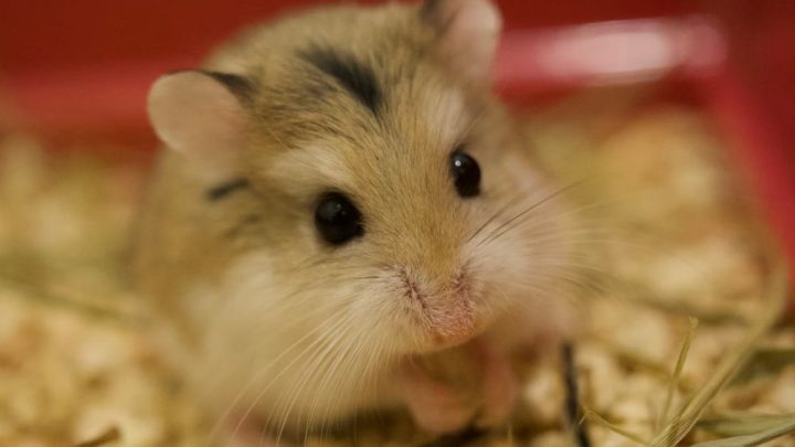 Alimentation des rongeurs : besoins spécifiques par espèce