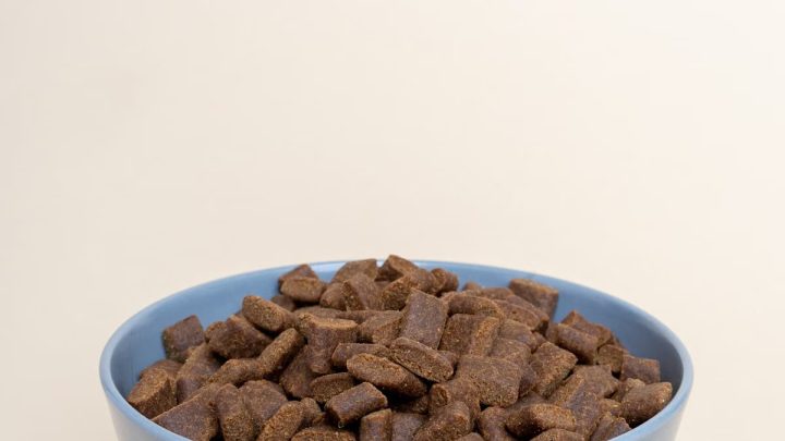 Alimentation et santé animale : guide complet 2026