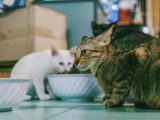 Choisir la meilleure nourriture pour chat : guide complet