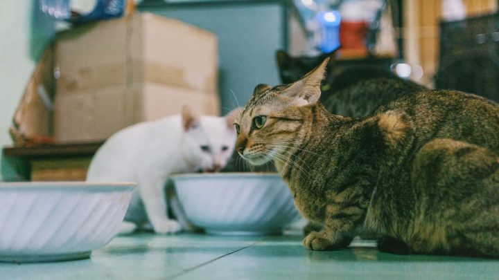 Choisir la meilleure nourriture pour chat : guide complet