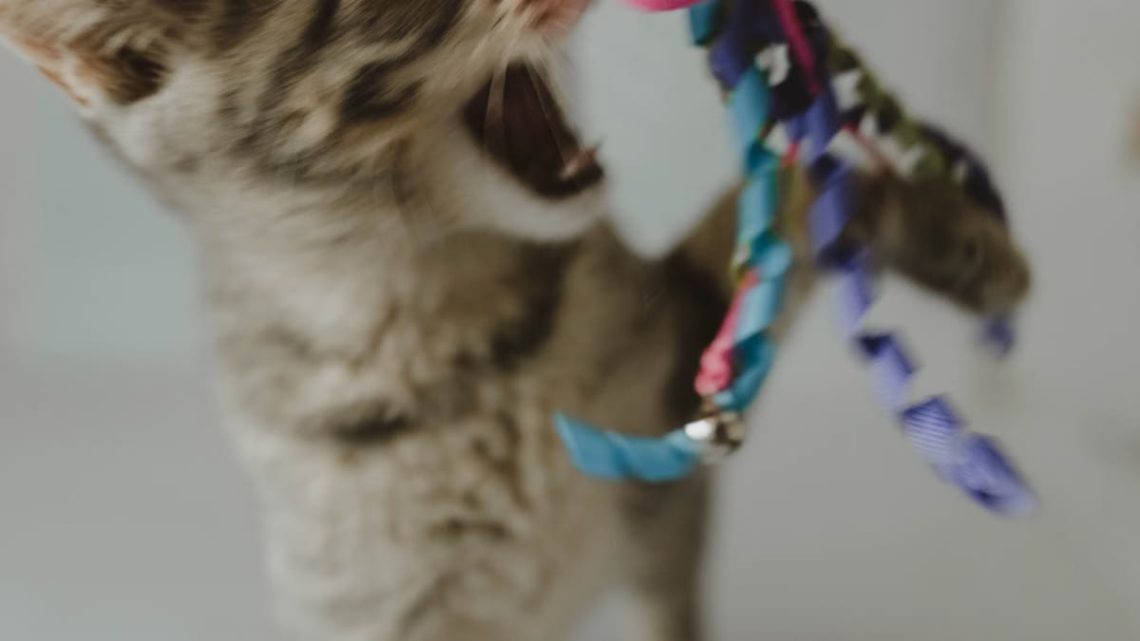 Choisir les bons jouets pour votre chat : guide pratique