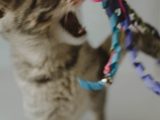 Choisir les bons jouets pour votre chat : guide pratique