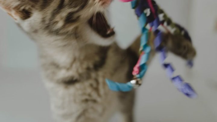 Choisir les bons jouets pour votre chat : guide pratique