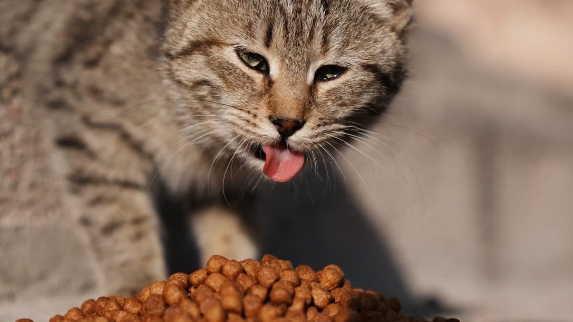 L’alimentation du chat : clé d’une santé optimale
