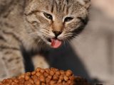 L’alimentation du chat : clé d’une santé optimale