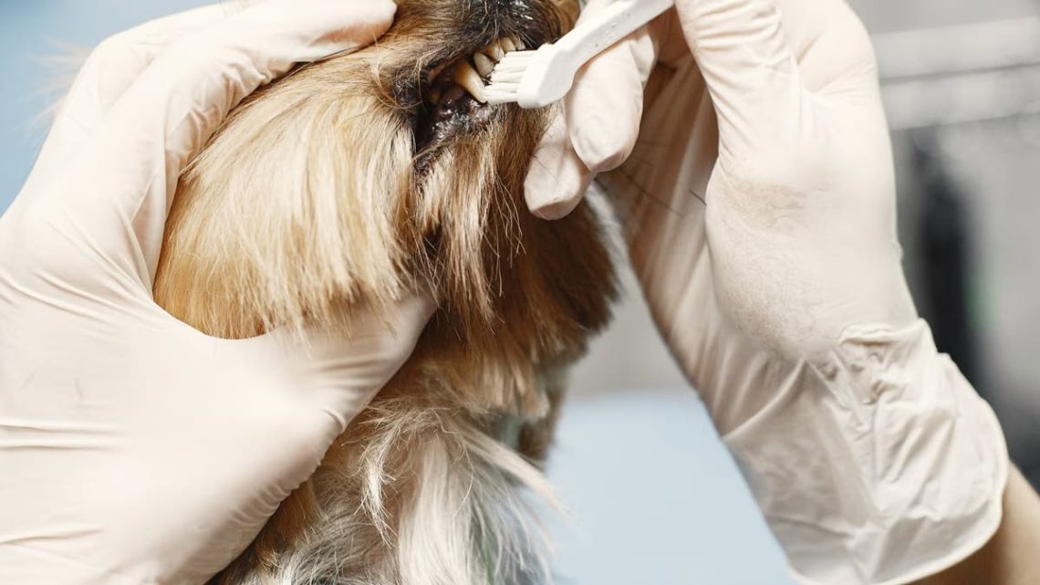Prévention des maladies chez les animaux de compagnie