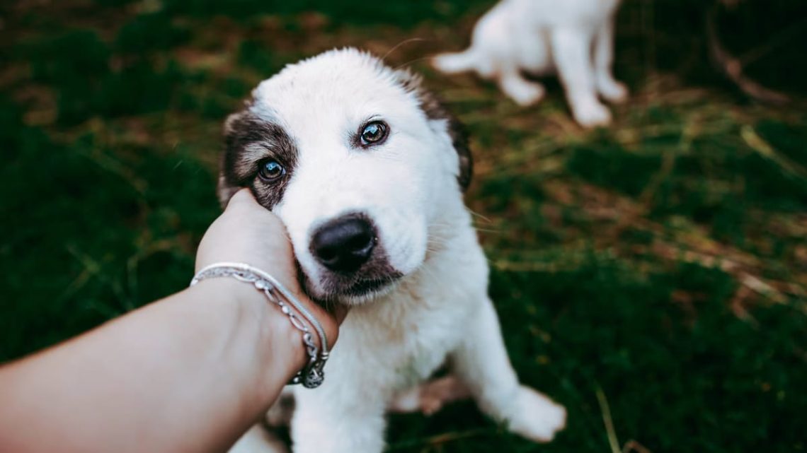 Propreté du chiot : 5 méthodes efficaces pour réussir