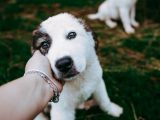 Propreté du chiot : 5 méthodes efficaces pour réussir