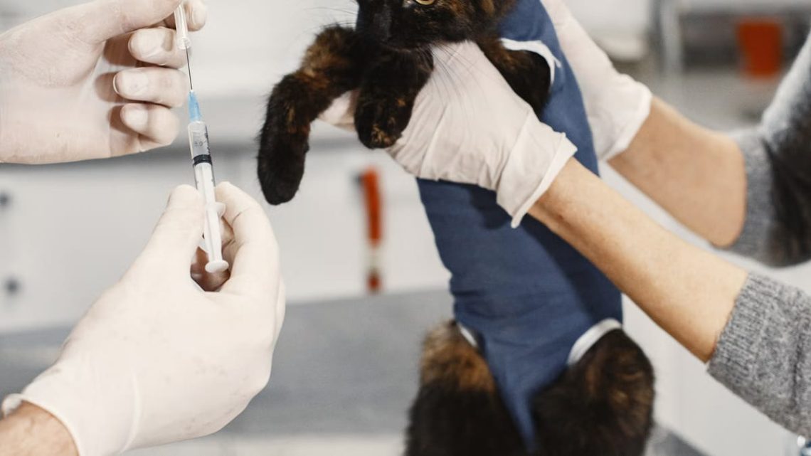 Santé animale : prévention et soins, les clés d’une vie longue