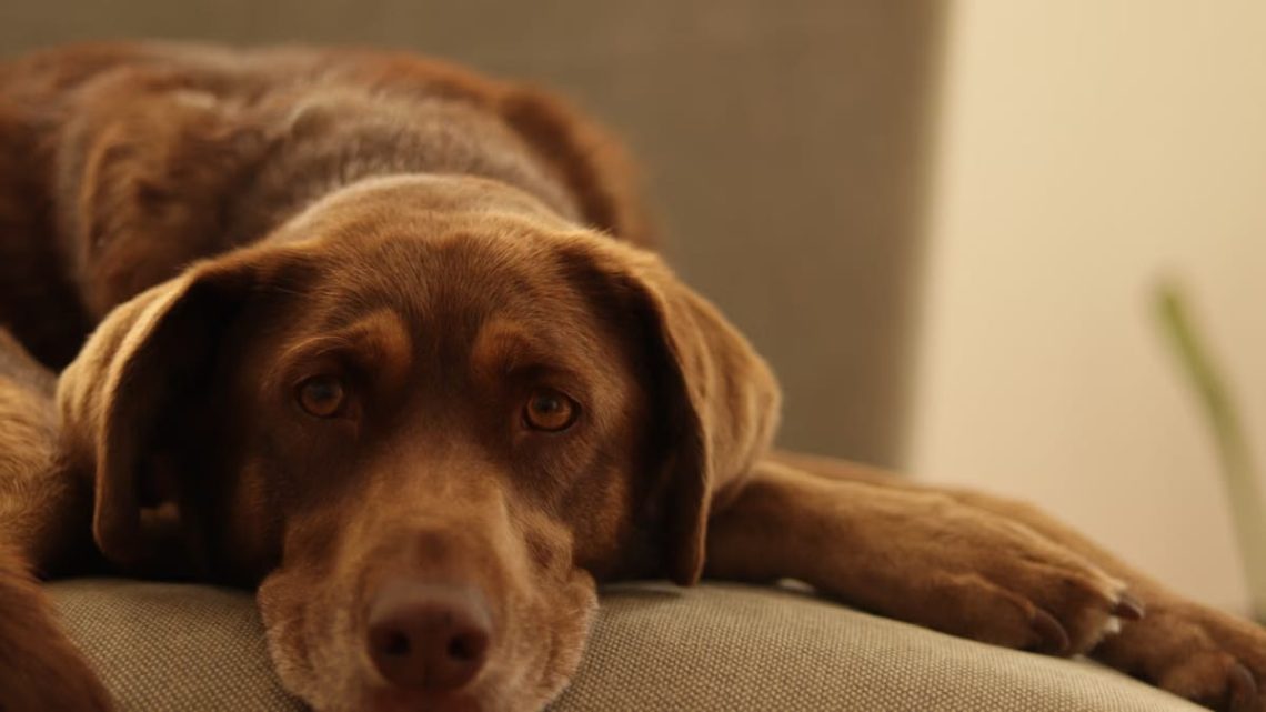 Signes de stress chez le chien : les 6 indicateurs à reconnaître