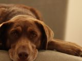 Signes de stress chez le chien : les 6 indicateurs à reconnaître