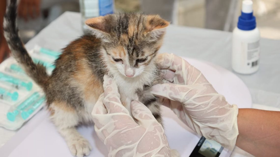 Vaccinations essentielles chats intérieur : le guide complet