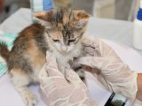 Vaccinations essentielles chats intérieur : le guide complet