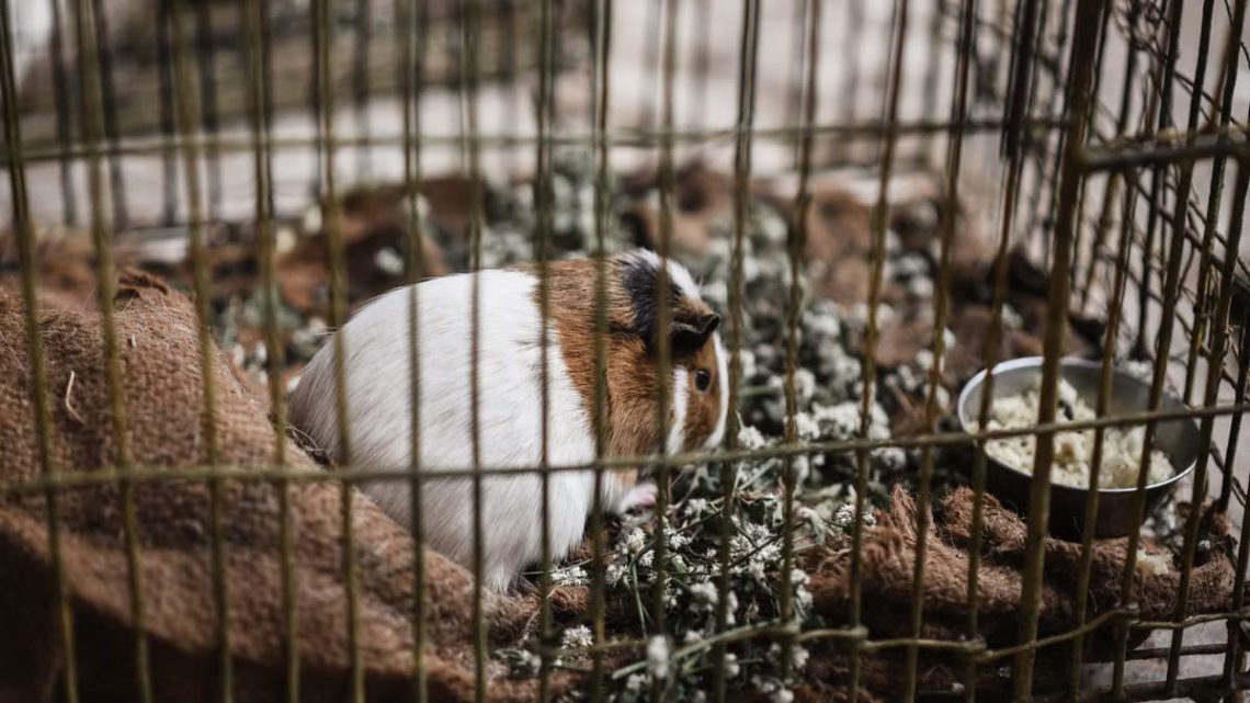 7 erreurs de soins NAC qui coûtent cher à vos animaux