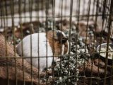 7 erreurs de soins NAC qui coûtent cher à vos animaux