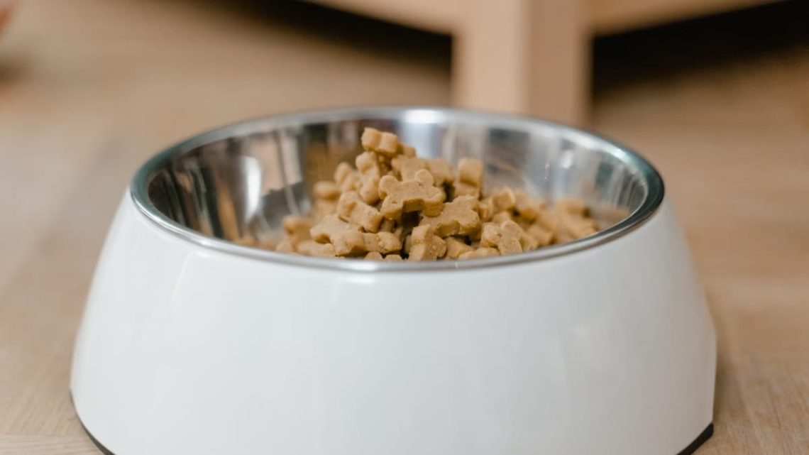 Alimentation chiots croissance : besoins nutritionnels 2024