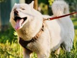 Bien choisir les accessoires pour animaux : guide pratique