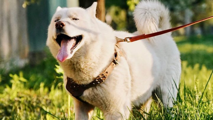 Bien choisir les accessoires pour animaux : guide pratique