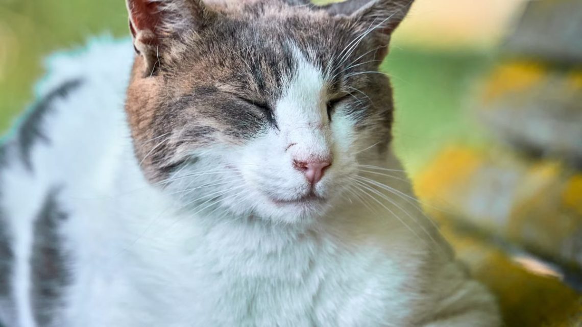 Bien-être des animaux de compagnie : guide complet