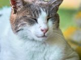 Bien-être des animaux de compagnie : guide complet