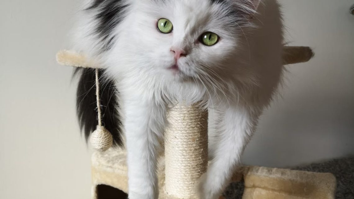 Bien-être des chats d’intérieur : 7 piliers essentiels