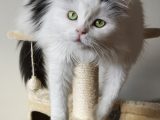 Bien-être des chats d’intérieur : 7 piliers essentiels