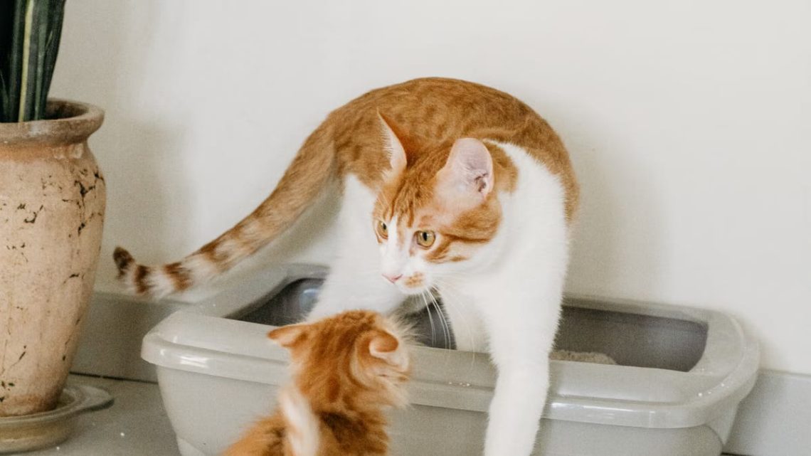 Choisir la litière idéale pour chat : guide complet