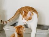 Choisir la litière idéale pour chat : guide complet