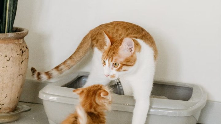 Choisir la litière idéale pour chat : guide complet