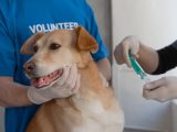 Comprendre les vaccins pour chiens : guide complet