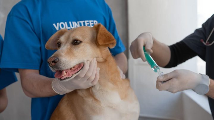 Comprendre les vaccins pour chiens : guide complet