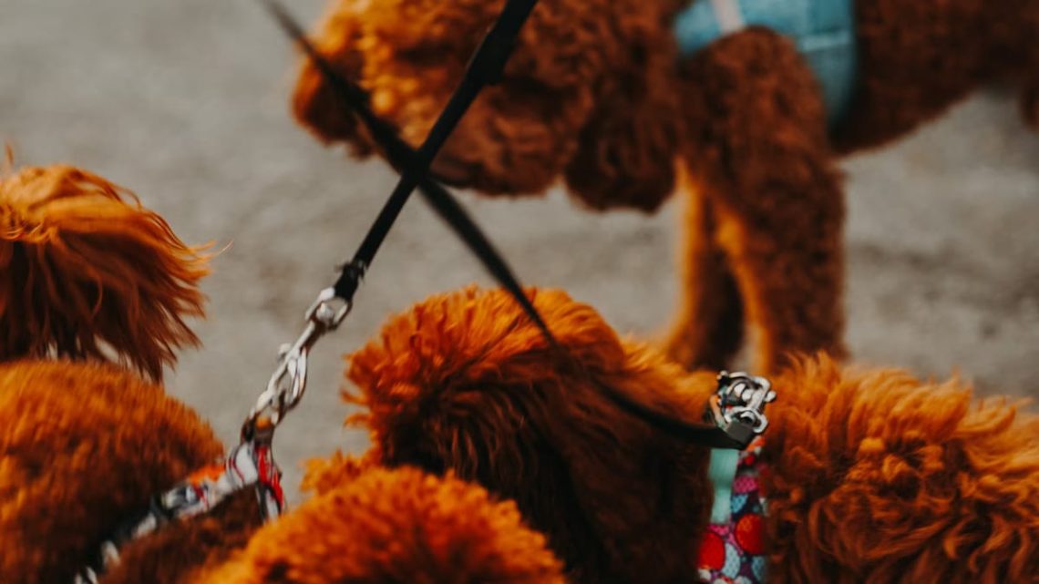 Meilleurs harnais pour chiens : guide d’achat 2026