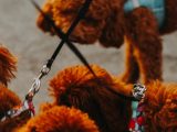 Meilleurs harnais pour chiens : guide d’achat 2026