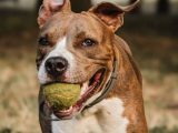 Santé et bien-être du chien : guide complet pour une vie sereine