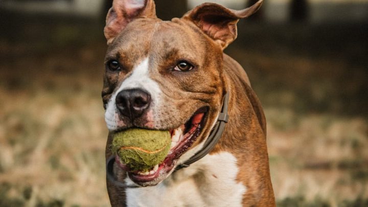 Santé et bien-être du chien : guide complet pour une vie sereine