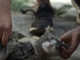 Signes de douleur chez le chat : 90% des propriétaires les ignorent