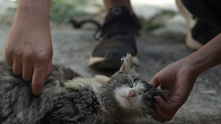 Signes de douleur chez le chat : 90% des propriétaires les ignorent